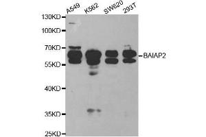 Western blot analysis of extracts of various cell lines, using BAIAP2 antibody. (BAIAP2 anticorps  (AA 362-521))