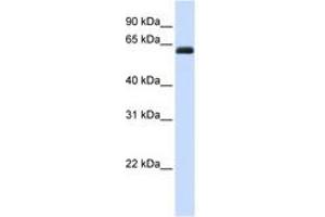 Image no. 1 for anti-Kin of IRRE Like 2 (Drosophila) (KIRREL2) (AA 72-121) antibody (ABIN6741075) (KIRREL2 anticorps  (AA 72-121))