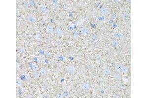 Immunohistochemistry of paraffin-embedded Mouse brain using ATP1B2 Polyclonal Antibody at dilution of 1:100 (40x lens).