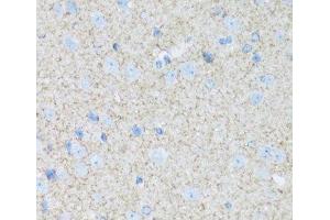 Immunohistochemistry of paraffin-embedded Mouse brain using ATP1B2 Polyclonal Antibody at dilution of 1:100 (40x lens). (ATP1B2 anticorps)