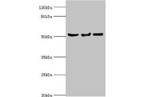 Western blot All lanes: Protein Z-dependent protease inhibitor antibody at 3 μg/mL Lane 1: Mouse liver tissue Lane 2: HepG2 whole cell lysate Lane 3: LO2 whole cell lysate Secondary Goat polyclonal to rabbit IgG at 1/10000 dilution Predicted band size: 51 kDa Observed band size: 51 kDa