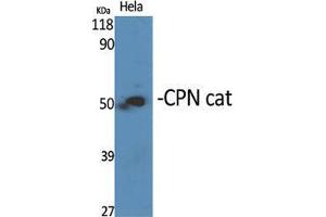 Western Blot (WB) analysis of specific cells using CPN cat Polyclonal Antibody. (CPN Cat (C-Term) anticorps)