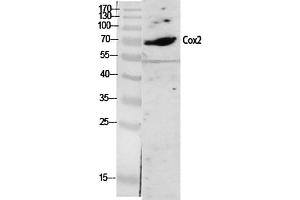 Western Blot analysis of various cells using Cox-2 Polyclonal Antibody diluted at 1:2000. (PTGS2 anticorps  (AA 530-610))