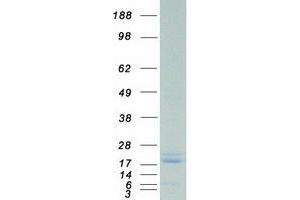 Validation with Western Blot