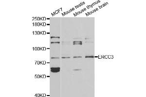 Western blot analysis of extracts of various cell lines, using ERCC3 antibody (ABIN5970857) at 1/1000 dilution. (ERCC3 anticorps)