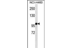 OGDH Antibody (C-term) (ABIN657365 and ABIN2846412) western blot analysis in NCI- cell line lysates (35 μg/lane). (alpha KGDHC anticorps  (C-Term))