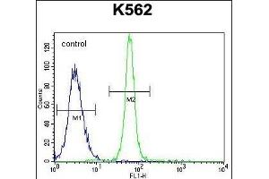 LRIT1 Antibody (C-term) (ABIN655361 and ABIN2844919) flow cytometric analysis of K562 cells (right histogram) compared to a negative control cell (left histogram).