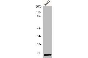 Western Blot analysis of RAW264. (NDUFA4 anticorps  (C-Term))