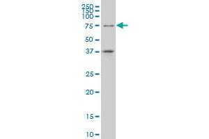 TCF4 monoclonal antibody (M01), clone 3E10 Western Blot analysis of TCF4 expression in A-549 . (TCF4 anticorps  (AA 1-365))