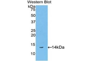 Western Blotting (WB) image for anti-Biglycan (BGN) (AA 48-158) antibody (ABIN2119374) (Biglycan anticorps  (AA 48-158))