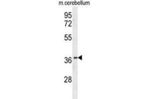 Western Blotting (WB) image for anti-Olfactory Receptor, Family 10, Subfamily X, Member 1 (OR10X1) antibody (ABIN2995743) (OR10X1 anticorps)