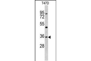 Western blot analysis of KLF6 antibody in T47D cell line lysates (35ug/lane) (KLF6 anticorps  (N-Term))