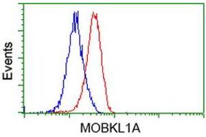 HEK293T cells transfected with either RC206337 overexpress plasmid (Red) or empty vector control plasmid (Blue) were immunostained by anti-MOBKL1A antibody (ABIN2453310), and then analyzed by flow cytometry. (MOBKL1A anticorps)