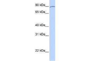 WB Suggested Anti-KIAA0317 Antibody Titration:  0. (AREL1 anticorps  (Middle Region))