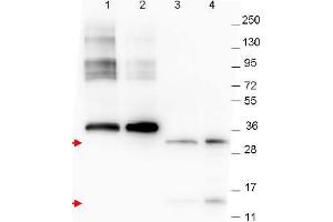 Image no. 1 for anti-Growth Differentiation Factor 15 (GDF15) (C-Term) antibody (ABIN1101711) (GDF15 anticorps  (C-Term))
