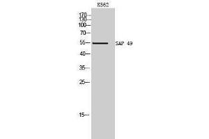 Western Blotting (WB) image for anti-Splicing Factor 3b, Subunit 4, 49kDa (SF3B4) (Internal Region) antibody (ABIN3186874)