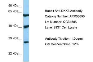 Western Blotting (WB) image for anti-DKK3 (N-Term) antibody (ABIN2789589) (DKK3 anticorps  (N-Term))