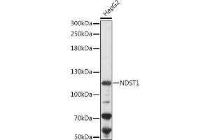 Western blot analysis of extracts of HepG2 cells, using NDST1 antibody (ABIN7268777) at 1:1000 dilution. (NDST1 anticorps  (AA 40-170))