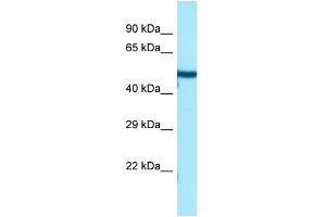 WB Suggested Anti-TUBB3 Antibody Titration: 1. (TUBB3 anticorps  (C-Term))