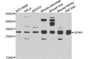 Western blot analysis of extracts of various cell lines, using DPM1 antibody. (DPM1 anticorps)