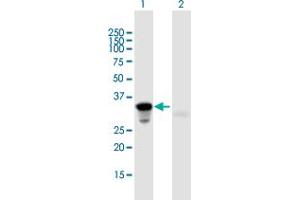 Western Blot analysis of HOXA9 expression in transfected 293T cell line by HOXA9 MaxPab polyclonal antibody. (HOXA9 anticorps  (AA 1-272))