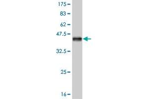 Western Blot detection against Immunogen (37.