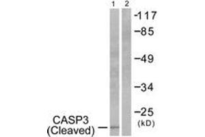 Western Blotting (WB) image for anti-Caspase 3 (CASP3) (AA 126-175), (Cleaved-Asp175) antibody (ABIN2891155) (Caspase 3 anticorps  (Cleaved-Asp175))
