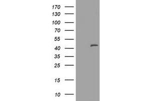 Image no. 1 for anti-Melanoma Antigen Family A, 3 (MAGEA3) antibody (ABIN1499254) (MAGEA3 anticorps)