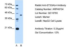 ST3GAL4 antibody used at 0. (ST3GAL4 anticorps  (Middle Region))