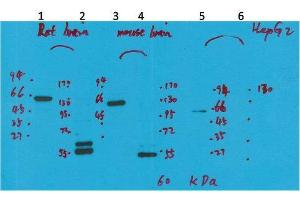 Western Blot (WB) analysis of 1) Rat Brain Tissue-Low Molecular Protein Marker, 2)Rat Brain Tissue-High Molecular Protein Marker, 3) Mouse Brain Tissue-Low Molecular Protein Marker, 4) Mouse Brain Tissue- High Molecular Protein Marker, 5) HepG2-Low Molecular P.