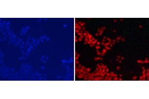 Immunofluorescence analysis of 293T cells using DiMethyl-Histone H3-K9 Polyclonal Antibody (Histone 3 anticorps  (2meLys9))
