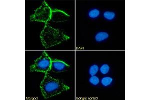 Immunofluorescence staining of MCF7 cells using anti-carcinoembryonic antigen A5B7 Immunofluorescence analysis of paraformaldehyde fixed MCF7 cells stained with the chimeric mouse IgG version of A5B7 (ABIN7072525) at 10 μg/mL followed by Alexa Fluor® 488 secondary antibody (2 μg/mL), showing membrane staining.