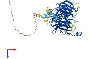 AlphaFold protein structure predicition of Human Recombinant DCAF12 Protein, UniprotID Q5T6F0