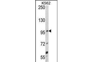 Western blot analysis of UNC5C Antibody (Center) (ABIN390906 and ABIN2841112) in K562 cell line lysates (35 μg/lane). (Unc5c anticorps  (AA 188-217))