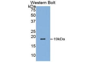 Western blot analysis of the recombinant protein. (LALBA anticorps  (AA 20-159))