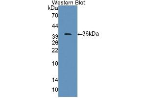Figure. (PPFIA1 anticorps  (AA 1-250))