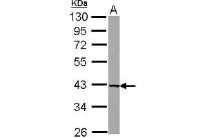 Western Blotting (WB) image for anti-Uroporphyrinogen Decarboxylase (UROD) (AA 131-367) antibody (ABIN1501686) (UROD anticorps  (AA 131-367))