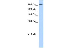 WB Suggested Anti-SFPQ Antibody Titration:  5. (SFPQ anticorps  (Middle Region))