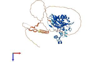 AlphaFold protein structure predicition of Mouse Recombinant Itpka Protein, UniprotID Q8R071