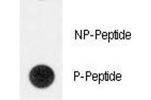 Dot blot analysis of phospho-TERT antibody. (TERT anticorps  (pTyr707))