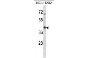 Western blot analysis in NCI-H292 cell line lysates (35ug/lane). (UTF1 anticorps  (AA 101-129))
