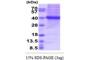 SDS-PAGE (SDS) image for CD1d Molecule (CD1D) (AA 20-301) protein (His tag) (ABIN7529377)