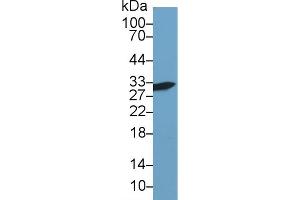 Western Blot; Sample: Human Hela cell lysate; Primary Ab: 1µg/ml Rabbit Anti-Mouse GAL3 Antibody Second Ab: 0.