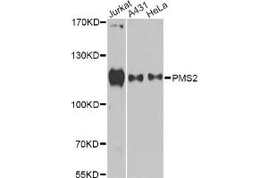 Western blot analysis of extracts of various cell lines, using PMS2 antibody (ABIN6292715) at 1:1000 dilution. (PMS2 anticorps)