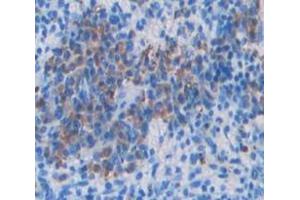 Used in DAB staining on fromalin fixed paraffin- embedded Kidney tissue (VAV1 anticorps  (AA 565-795))