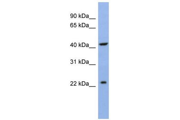 SLC35F1 antibody  (N-Term)