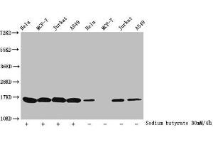 Western Blot Detected samples: Hela whole cell lysate, MCF-7 whole cell lysate, Jurkat whole cell lysate, A549 whole cell lysate, Untreated (-) or treated (+) with 30 mM sodium butyrate for 4h All lanes: HIST1H3A antibody at 1:100 Secondary Goat polyclonal to rabbit IgG at 1/40000 dilution Predicted band size: 16 kDa Observed band size: 16 kDa