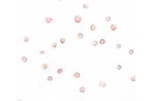 Immunohistochemistry (IHC) image for anti-DDB1 and CUL4 Associated Factor 12 (DCAF12) (C-Term) antibody (ABIN1030723) (DCAF12 anticorps  (C-Term))