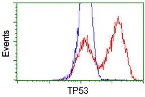 HEK293T cells transfected with either RC200003 overexpress plasmid (Red) or empty vector control plasmid (Blue) were immunostained by anti-TP53 antibody (ABIN2454669), and then analyzed by flow cytometry. (p53 anticorps)