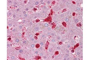 Anti-Antithrombin III antibody IHC of human liver.